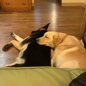 Meet your Posher, Harrison